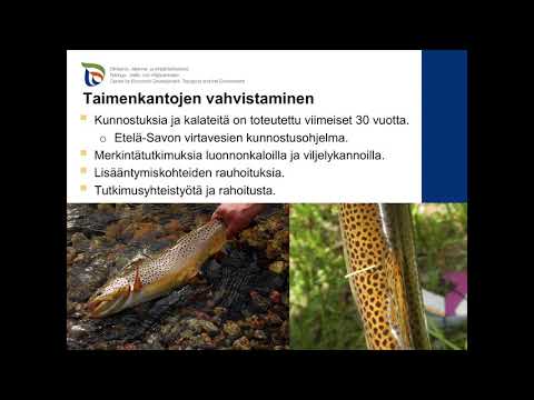 Uhanalaisten vaelluskalojen suojelutyö Etelä-Savossa - Teemu Hentinen (ELY)