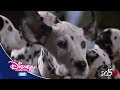 Disney Channel España Cine 101 Dalmatas Mas Vivos Que Nunca Promoción