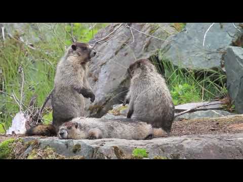 The Fox and the Bird - CGI short film by Fred and Sam Guillaume