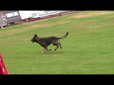 2018 WUSV Universal Sieger ESP-04 Alejandro Morin  and Him de Parayas C=afgebr