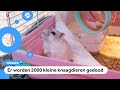 Hongkong zoekt 'Nederlandse' hamsters met corona