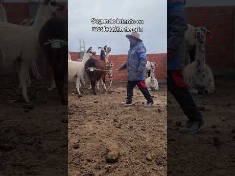 recolección de orín de #llama aquí en #curahuara_de_carangas #Oruro #Bolivia