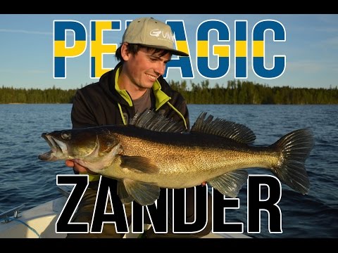 Gunki TV - Pelagic zander fishing in Sweden