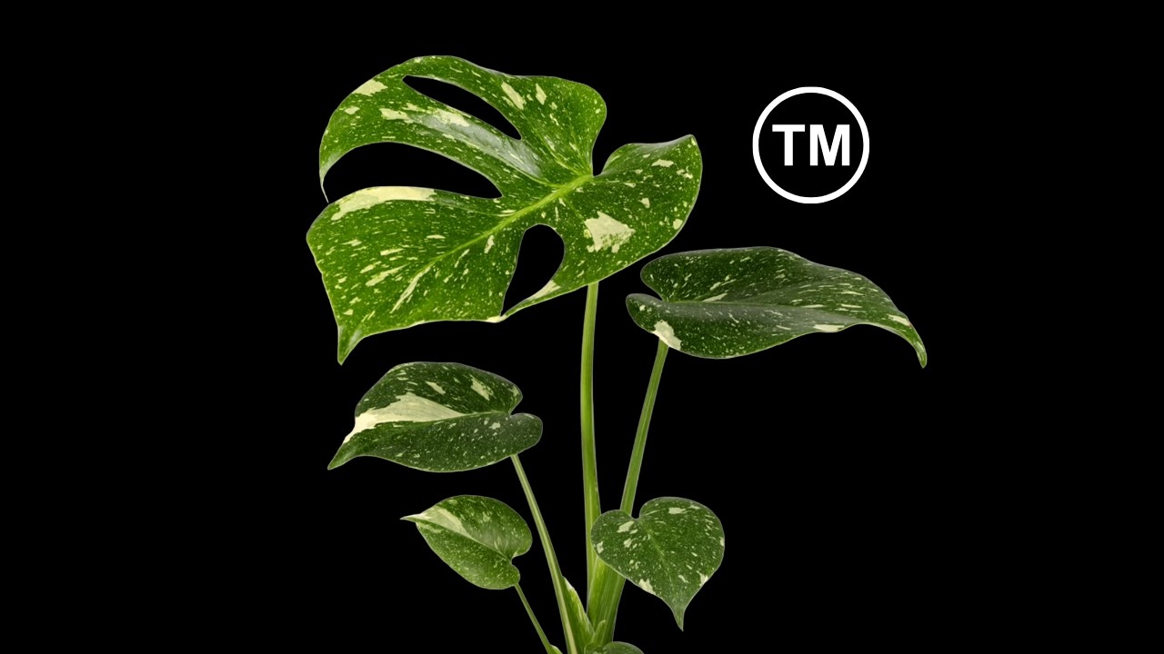plant trademarks are kind of dumb