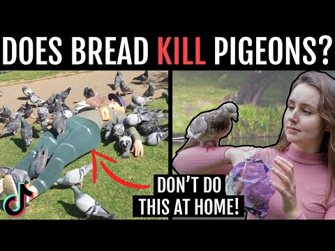 Can pigeons eat bread? A Veterinarian's guide to pigeon feeding + discussing THAT TikTok│Dr Minnie