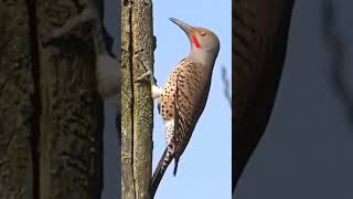 Download lagu suara asli ASMR burung pelatuk mematuk #asmr #burungpelatuk #burung mp3