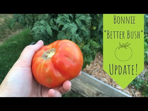 image-What kind of tomatoes are better Bush?