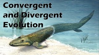 Convergent and Divergent Evolution by Natural Selection