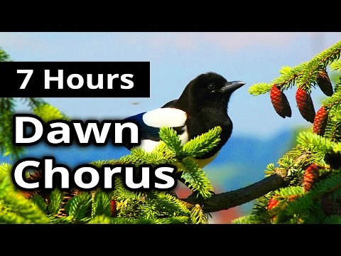 7 Hours - DAWN CHORUS - Birds in the Morning - Ambiance for restaurants, spas, health farms...