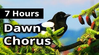 7 Hours - DAWN CHORUS - Birds in the Morning - Ambiance for restaurants, spas, health farms...