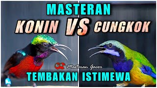 Download lagu CUCAK CUNGKOK VS KONIN GACOR FULL NEMBAK ISTIMEWA COCOK BUAT MASTERAN SEGALA JENIS BURUNG MURAI BATU mp3
