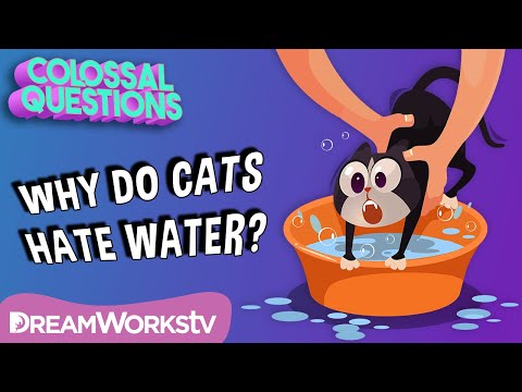 Why Do Cats Hate Water? | COLOSSAL QUESTIONS