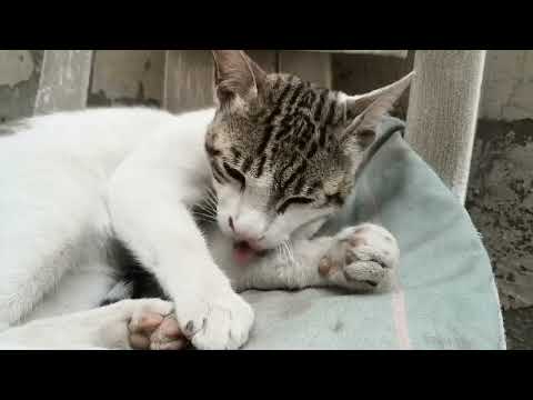 Doodle taking self cleaning...