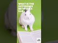Difference Between Hare & Rabbit - Jungle Journeys Difference Between Hare & Rabbit