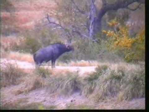 3 Old Buffalo Bulls Check Out Lions' Kill Djuma 7/3/07