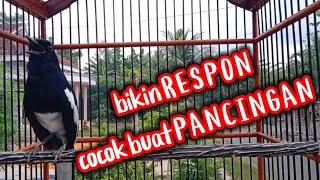 Download lagu Kacer ngeplong santai cocok buat pancingan kacer dipagi hari mp3 Download lagu Kacer ngeplong santai cocok buat pancingan kacer dipagi hari mp3