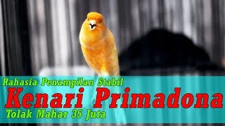 Download lagu Sumpah Pemuda Jogja - Rahasia Penampilan Primadona, Kenari Yang Konon Sulit Dikalahkan mp3