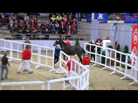 Van Gogh Hengstkörung Westfalen 2015