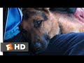 A Dog S Purpose 2017 I Need To Rest Scene 5 10 Movieclips