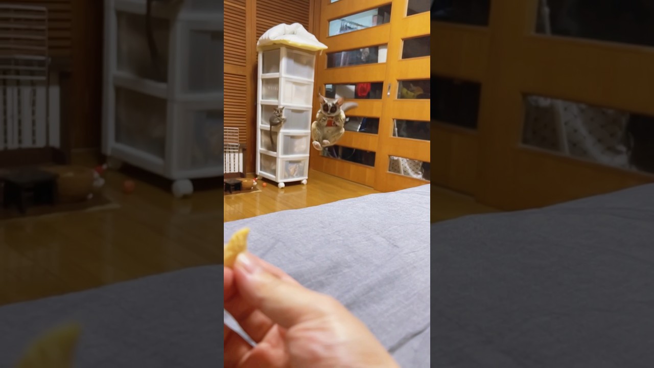 Super cutest beautiful bushbaby🐒🐒💕 #adorable #cuties #jump