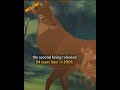 Did You Know That BAMBI WORLD RECORD Shorts Disney