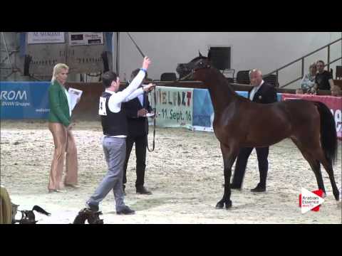 N.24 VIVALDI REGALIS - Wels 2016 - Yearling Colts (Class 2B)