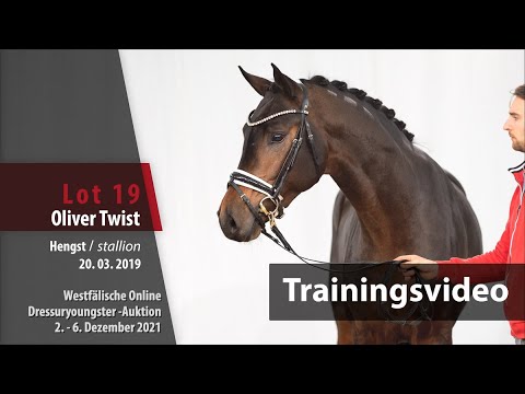 Online Dressuryoungster-Auktion Training Lot 19 Oliver Twist Hengst v. Feinrich - United