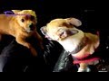 Back 2 NY July 2012 Pt1 Road Trip Dogs Firework Fail