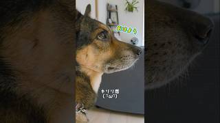 おはようまるちゃん🌞#雑種犬 #雑種 #保護犬 #犬のいる暮らし #いぬのいる生活 #犬のいる生活 #保護犬との暮らし #愛犬 #かわいい犬 #いぬ #犬 #犬動画