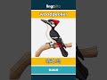 woodpecker - 啄木鸟 video thumbnail