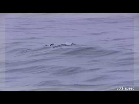 Tučniak zlatovlasý (Eudyptes chrysolophus) — Južná Georgia