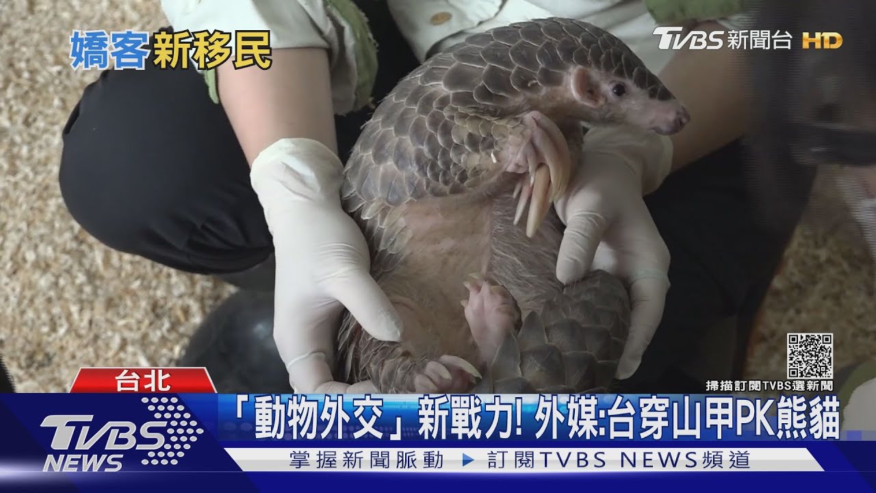「動物外交」新戰力! 外媒:台穿山甲PK熊貓