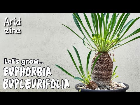 Euphorbia bupleurifolia: the pinecone Euphorbia