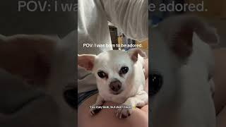 POV: Born to be adored 👑 Tiny, stylish, and fully aware of it. #dogwithattitude #fyp