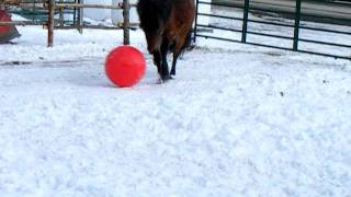 preview picture of video 'Newfoundland Pony Has A Ball !!'