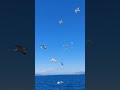 Lots of Seaguls from Foivos deck 17/5/25
