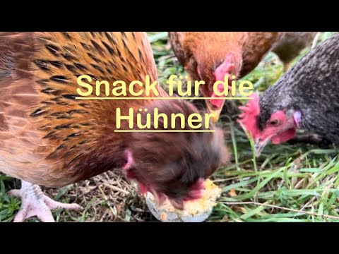 Snack für die Hühner zubereiten | Hühnerfütterung | Inspiration | Meine Hühner lieben Snacks