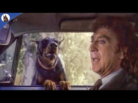 5 Cinema Movies with Dobermans - Part 3