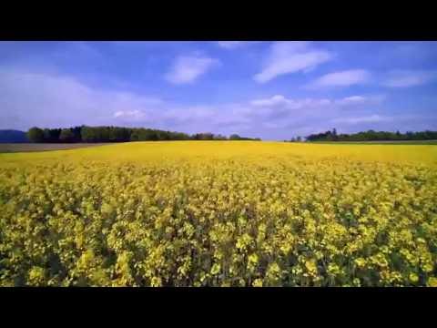 Rapsblüte 2016