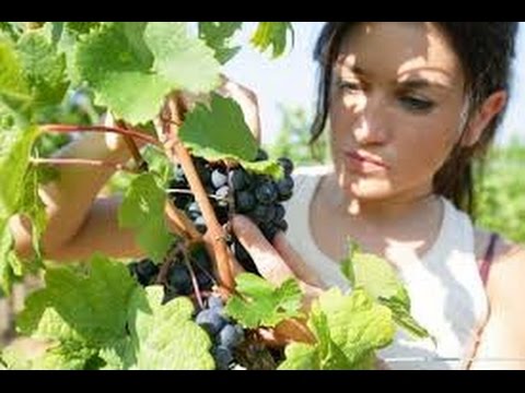 Tv7 con Voi sera del 17/02/2015 - Giovani in Agricoltura (5 di 6)