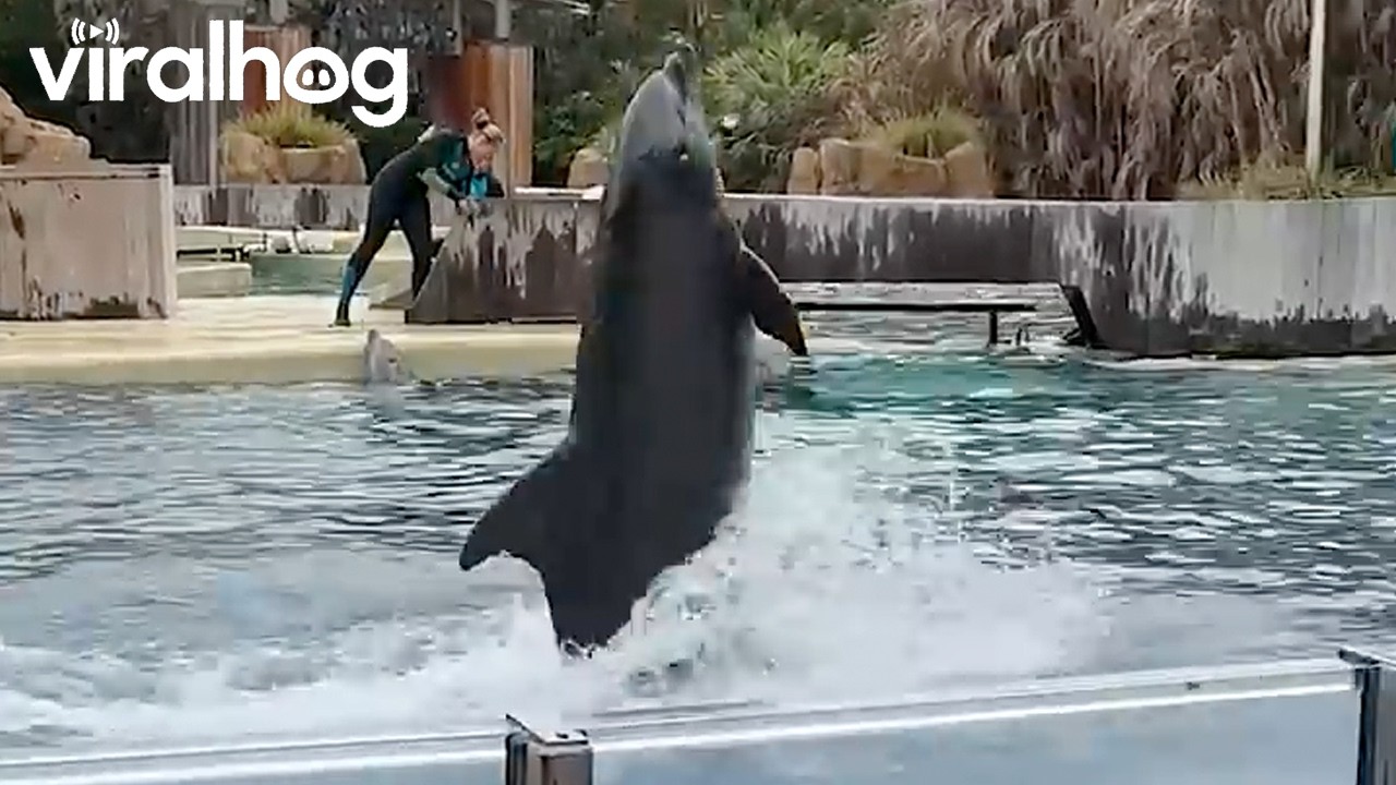 Gerald the Dolphin Putting on a Show || ViralHog