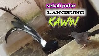 Download lagu Pancingan dan Terapi Suara Murai Batu Cepat Birahi dan Kawin | Terapi Murai Kawin!!! mp3 Download lagu Pancingan dan Terapi Suara Murai Batu Cepat Birahi dan Kawin | Terapi Murai Kawin!!! mp3