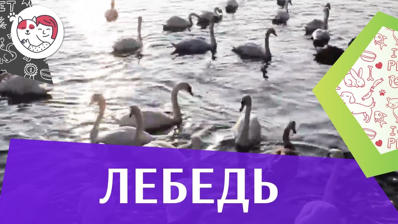 Лебедь Образ жизни на ilikepet