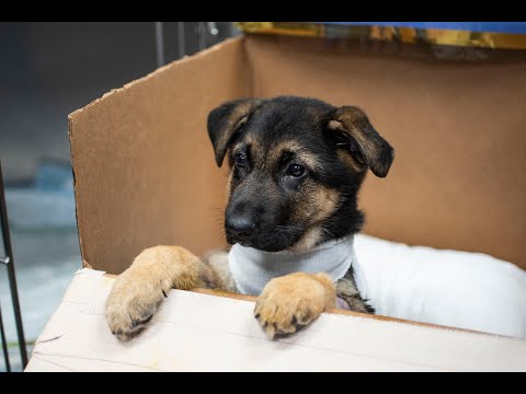 Megaesophagus in Dogs | The Story of Thomas the German Shepherd Puppy