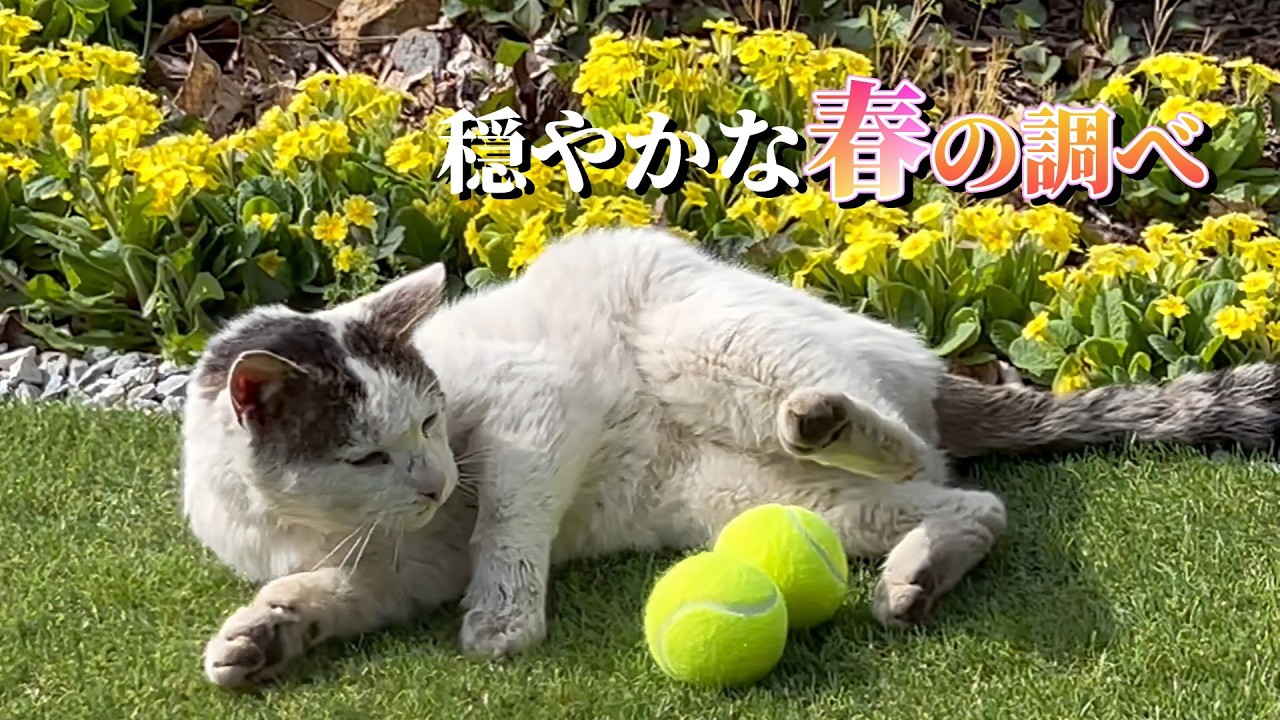 【春の癒しBGM】穏やかな春の調べ――人工芝でくつろぐシロとやさしい時間【オリジナル曲】