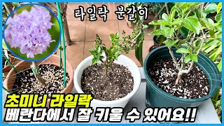 팔리빈? 미스김? 요시? 라일락 베란다에서 잘 키우기 위한 분갈이 방법과 흙!!