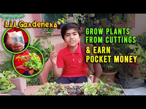 How to grow plants from cuttings