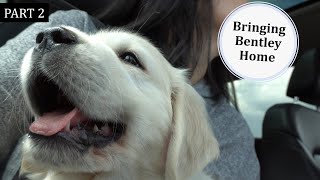 How We Brought Our Puppy Home | Golden Retriever Puppy