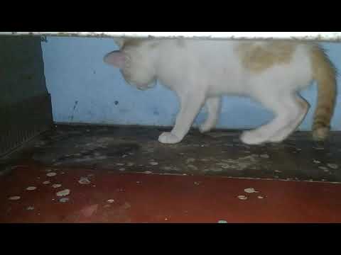 Yaksha's Unique Video 📸