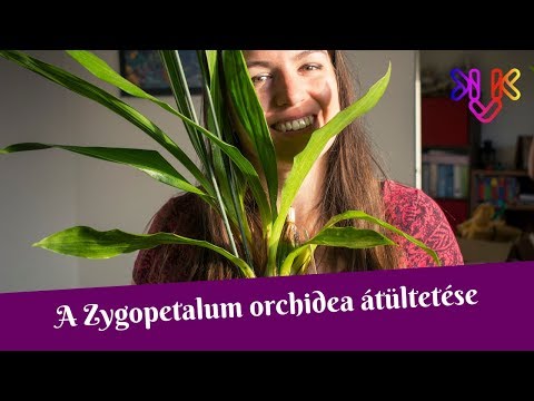 , title : 'Zygopetalum orchidea átültetése | A nedvességet megtartó orchidea ültetőközeg összeállítása'